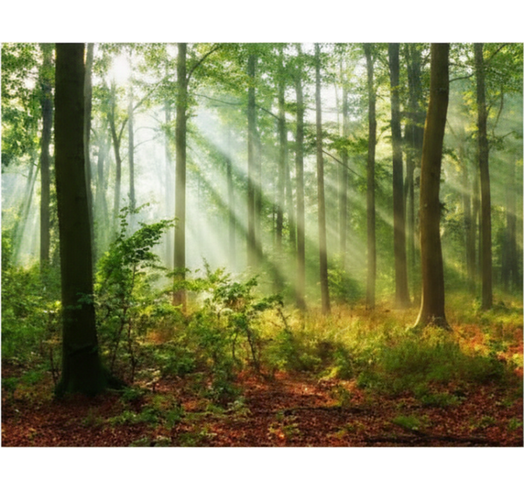 有树的百叶窗让森林中的自然光洒入 - TenStickers