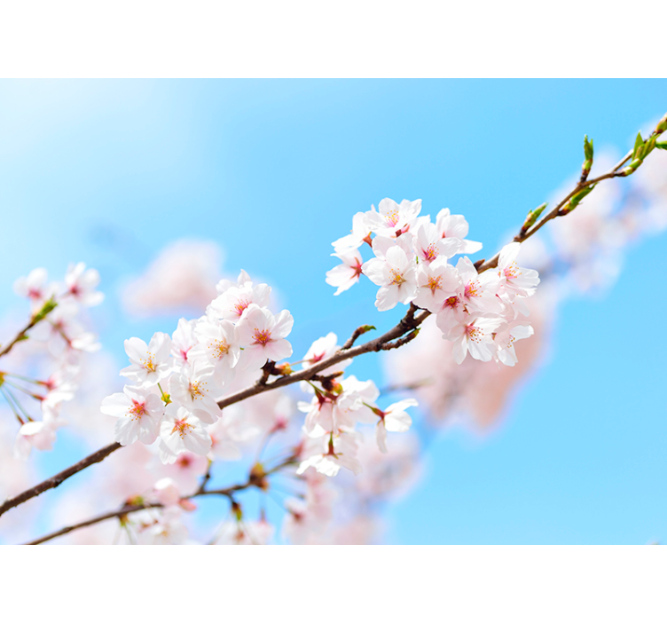 起居室盲道白樱花设计 - TenStickers