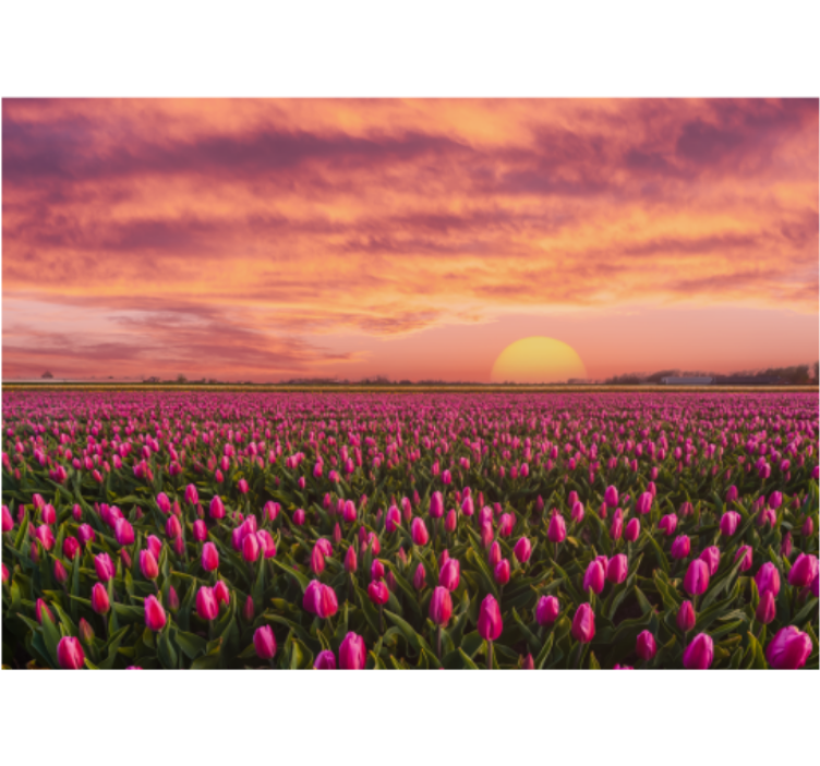 起居室盲道日出与郁金香 - TenStickers