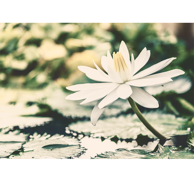起居室盲道 湖上白莲花 - TenStickers