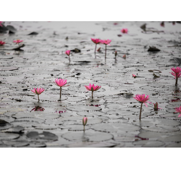 起居室盲道水面灰度的莲花 - TenStickers