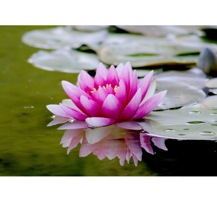 起居室盲道粉色禅意莲花 - TenStickers