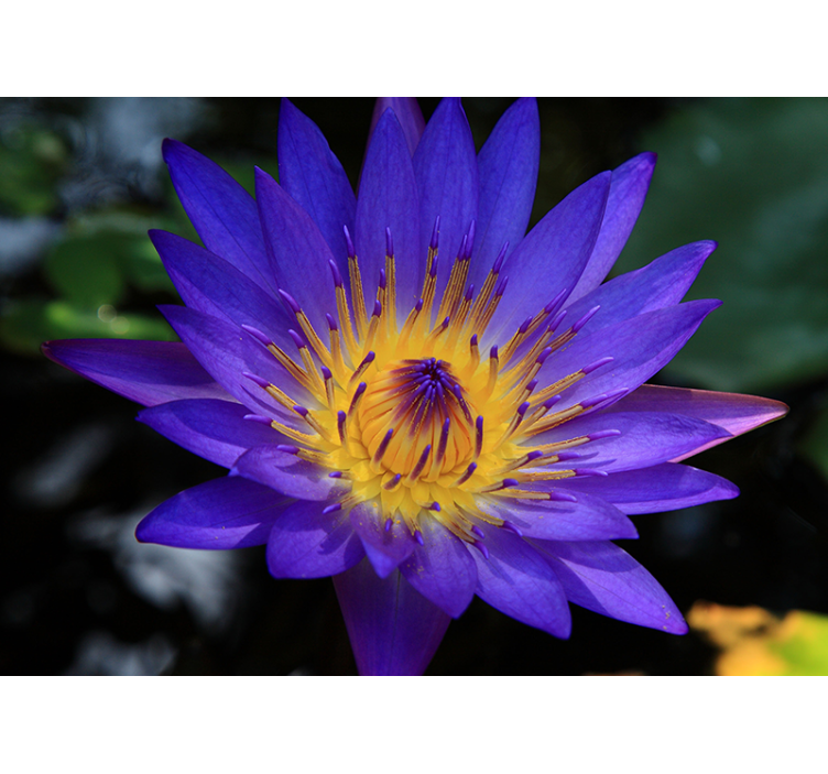 起居室盲道紫色莲花 - TenStickers