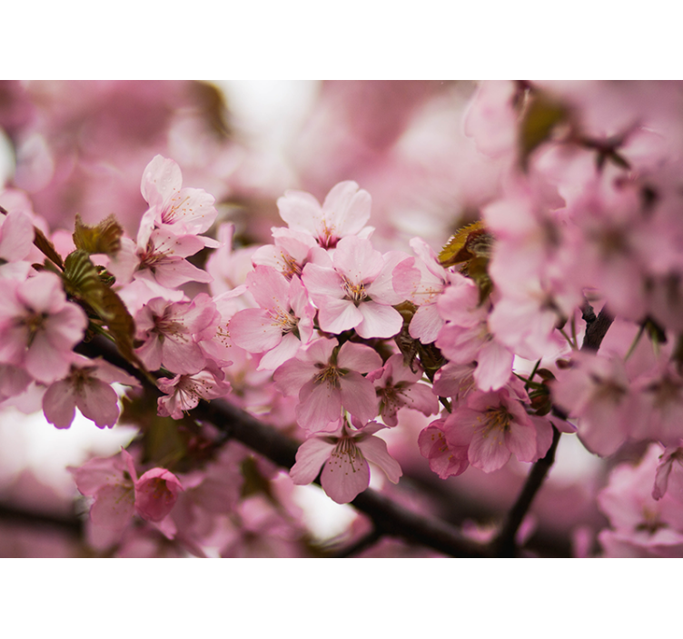 起居室盲道粉色樱花 - TenStickers