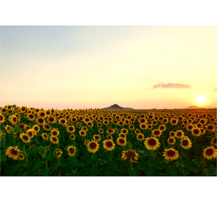 起居室盲道展现绚丽花卉景观 - TenStickers