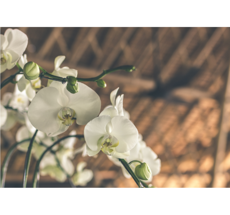 起居室盲道白色兰花纹理设计 - TenStickers