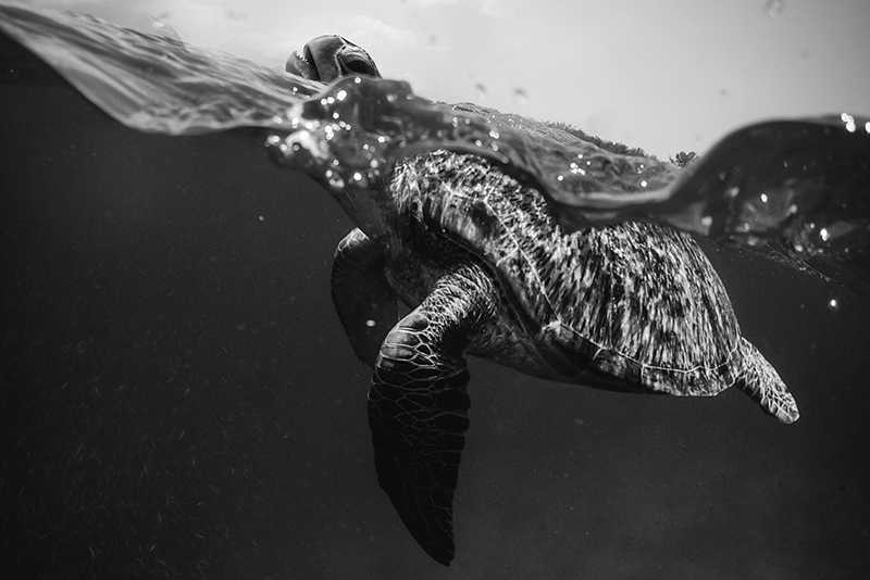 乙烯基餐垫贴图海底乌龟场景 - TenStickers