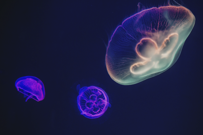 乙烯基餐垫品牌彩色水母主题 - TenStickers