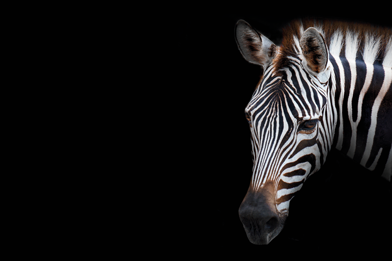 乙烯基餐垫原版斑马头部特写 - TenStickers