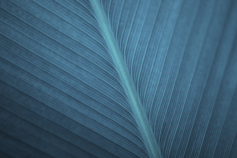 大蓝灰色叶现代餐垫 - TenStickers