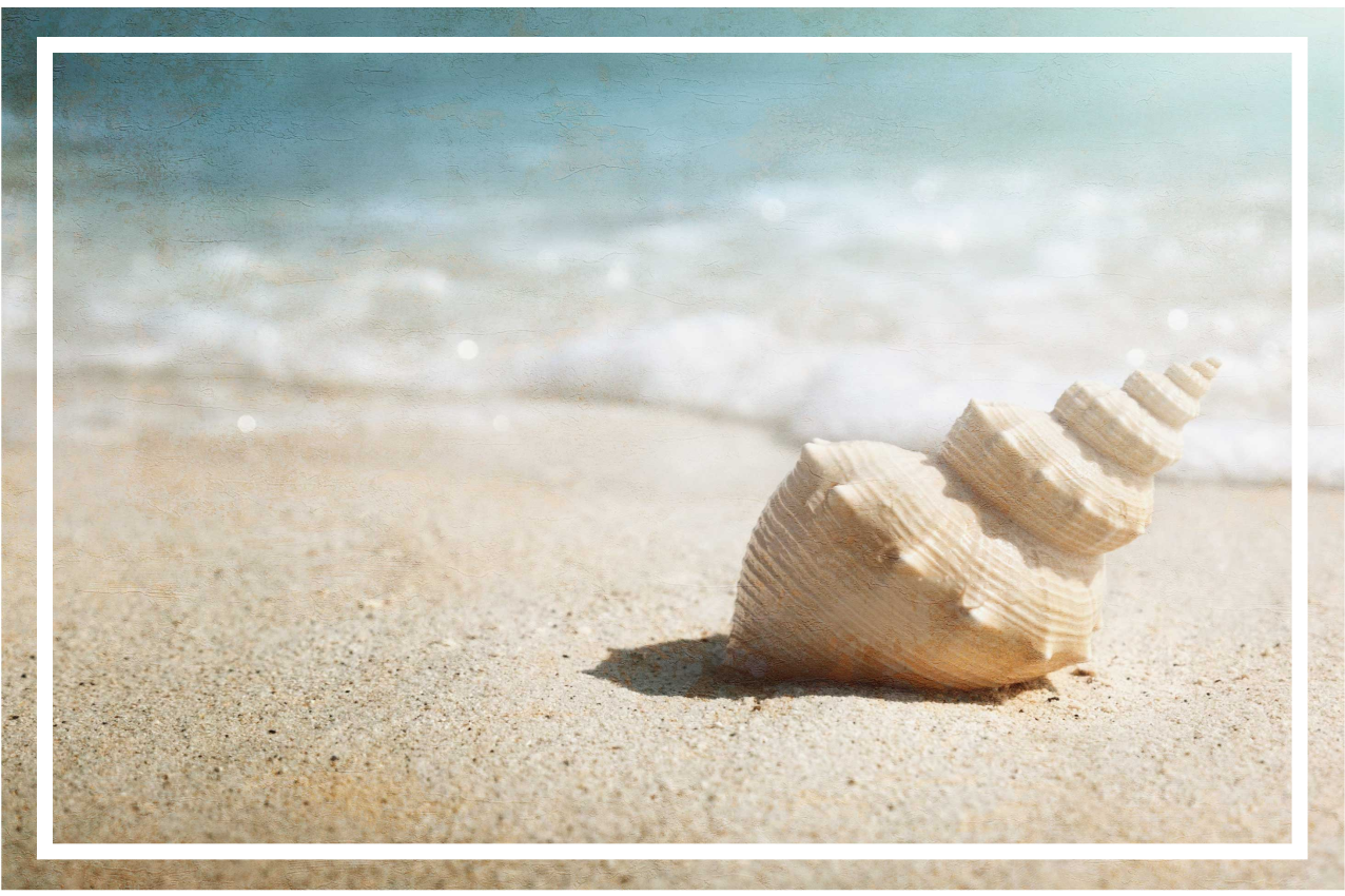 乙烯基餐垫原版优雅贝壳展示 - TenStickers