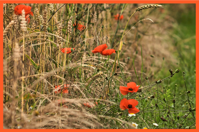 乙烯基儿童餐垫趣味食物摆盘 - TenStickers