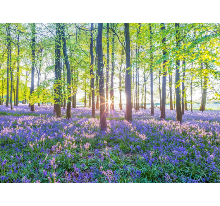 森林照片墙展现自然灵感的现代主义 - TenStickers