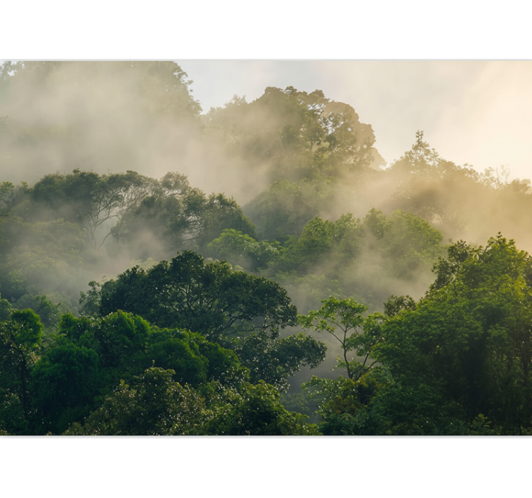 森林照片墙展现郁郁葱葱的丛林树冠 - TenStickers