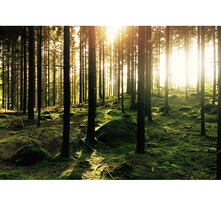 森林墙壁画的藏身之处 - TenStickers