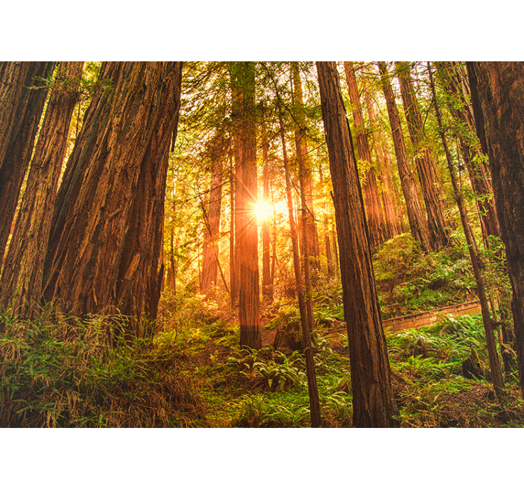 神秘的早晨森林墙壁画 - TenStickers