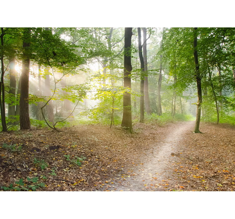 令人惊叹的森林墙壁画 - TenStickers