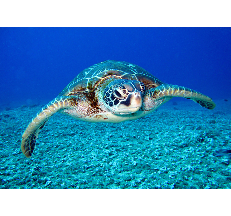 海龟动物墙壁画 - TenStickers