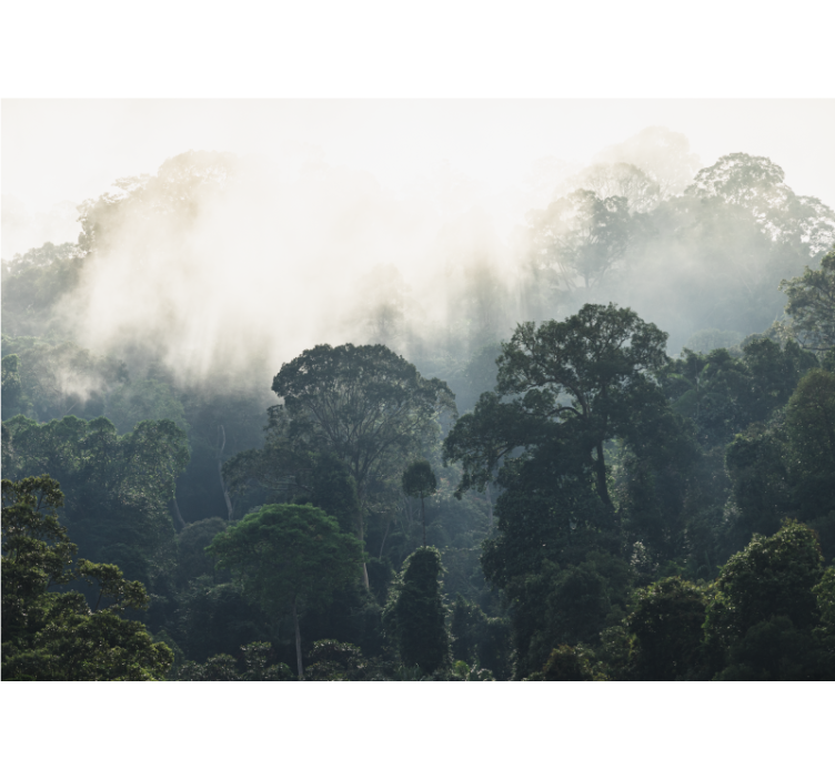 丛林背景大自然墙壁画 - TenStickers