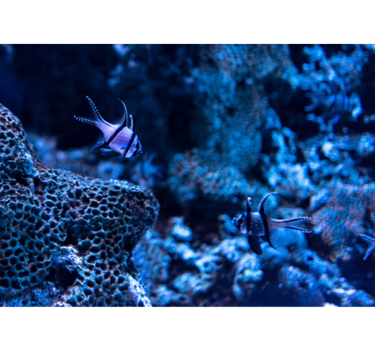 动物风格的墙面壁画 珊瑚礁鱼 - TenStickers