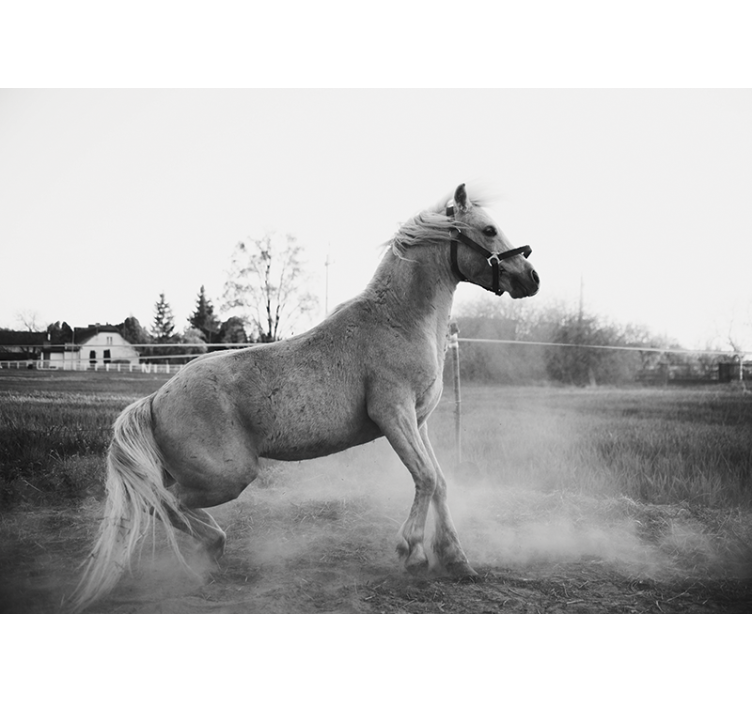 动物风格的墙面壁画奔跑的小马 - TenStickers