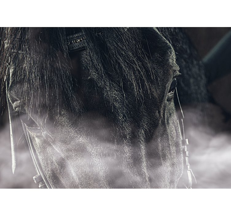 动物风格的墙面壁画 雄伟骏马特写 - TenStickers