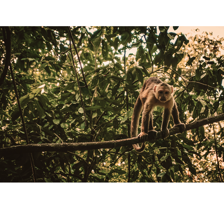 动物风格的墙面壁画 树枝上的猴子 - TenStickers