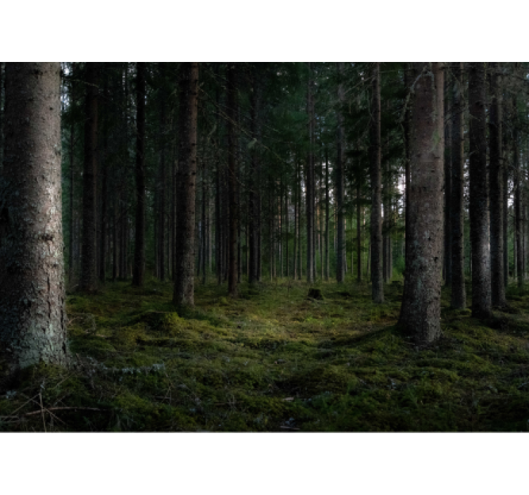 森林照片墙展现郁郁葱葱的森林景色 - TenStickers