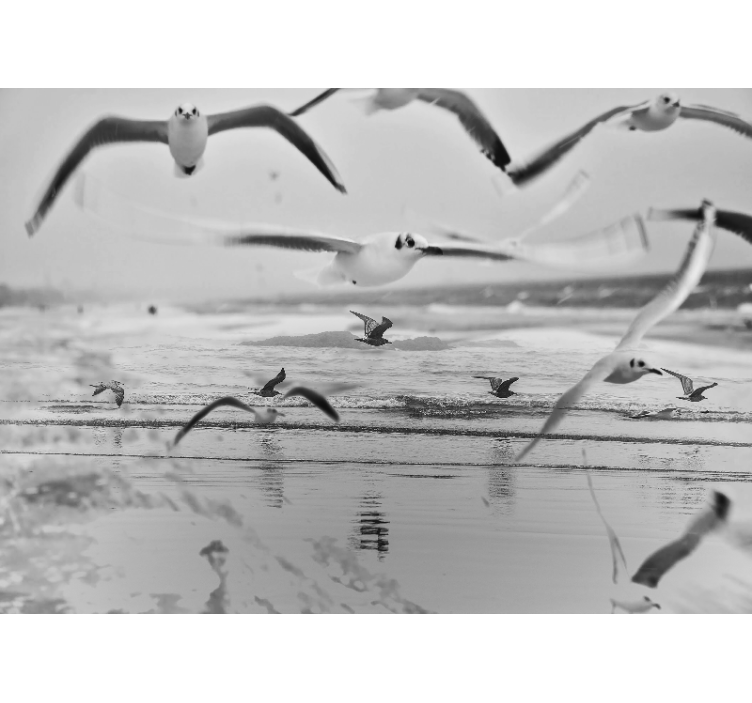 动物风格的墙面壁画 海鸥飞翔在海洋上 - TenStickers