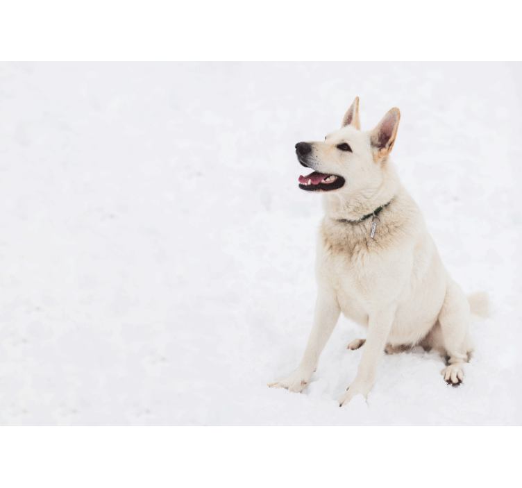 动物风格的墙面壁画 快乐的白狗 - TenStickers