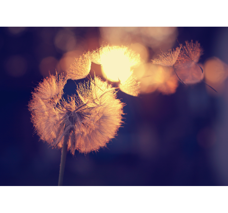 罂粟花风格的墙面壁画 蒲公英绒毛发光 - TenStickers