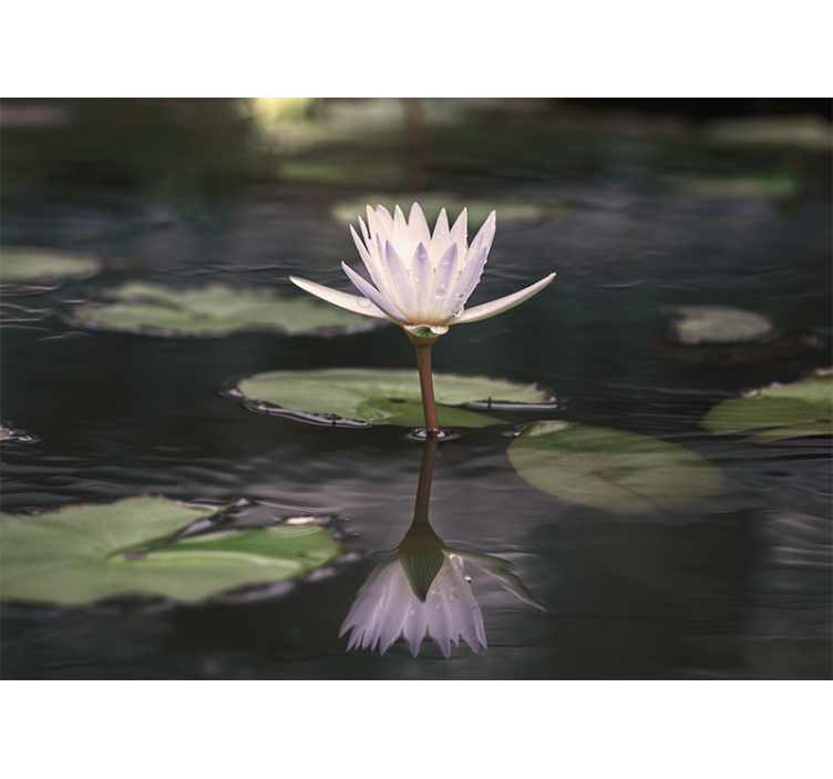 花卉照片墙映照莲花之美 - TenStickers