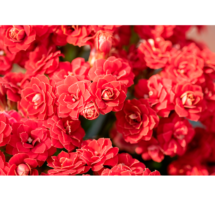 花卉照片墙红色花朵绽放 - TenStickers