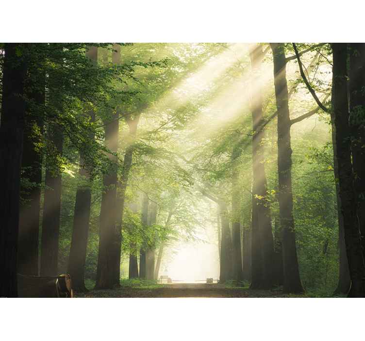 森林照片墙，璀璨郁郁森林 - TenStickers