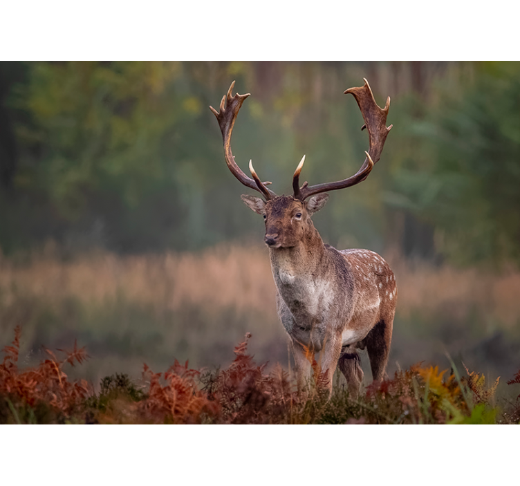 田野壁画中的孤独雄鹿 - TenStickers