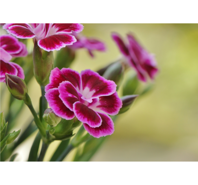 罂粟花风格的墙面壁画花卉之悦 - TenStickers