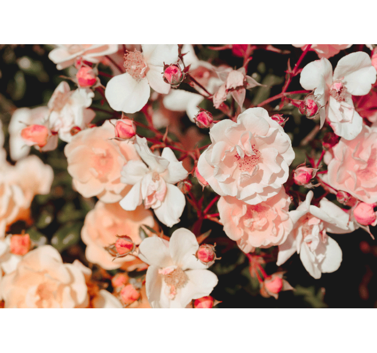 花卉照片墙绽放玫瑰花瓣 - TenStickers