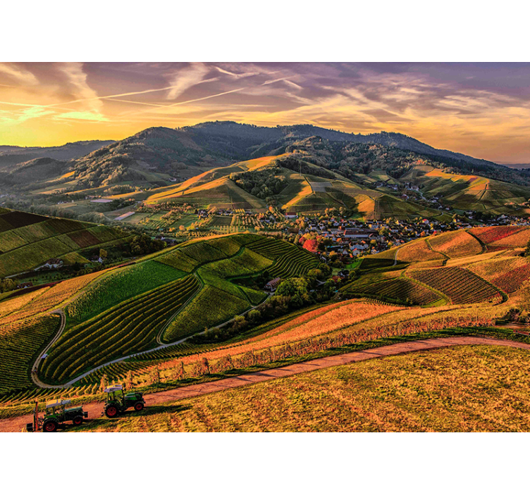 其他景观壁画郁郁葱葱的葡萄园景观 - TenStickers