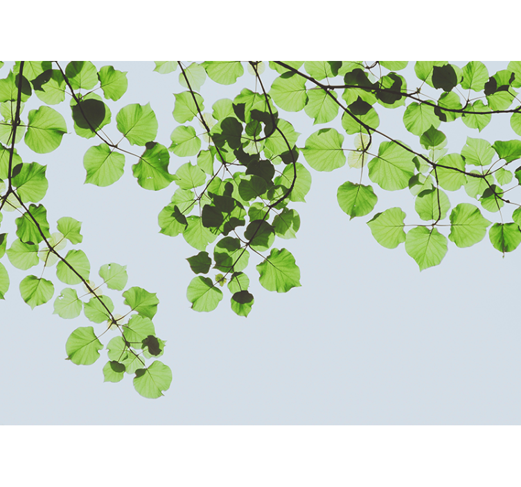 树木照片墙带来葱郁树冠的美感 - TenStickers