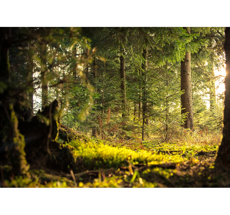 森林照片墙宁静绿色风景 - TenStickers