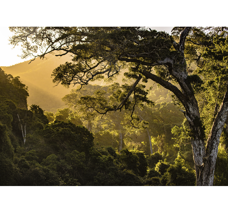 自然照片墙展现郁郁葱葱的林地风光 - TenStickers