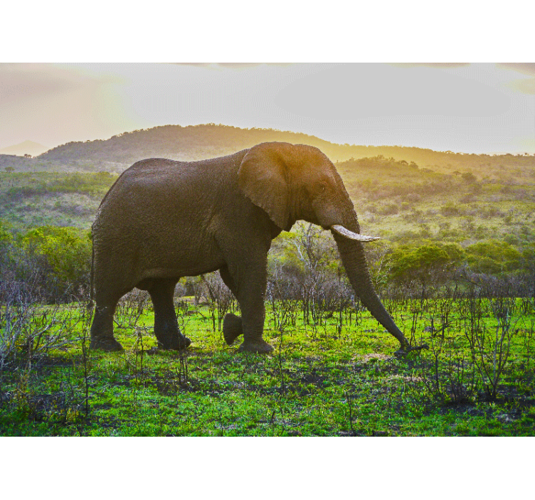 动物风格的墙面壁画壮丽大象场景 - TenStickers