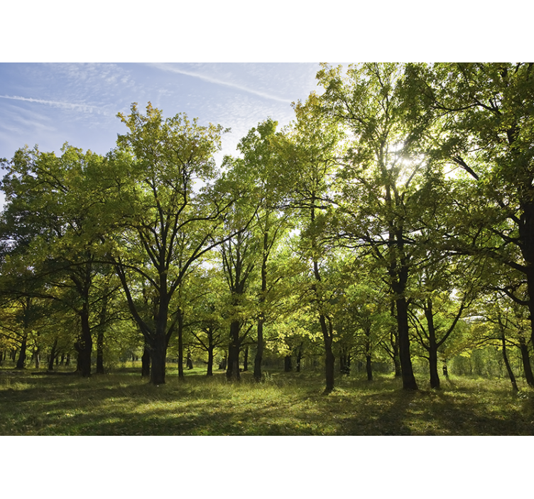 自然照片墙生机盎然的叶景 - TenStickers