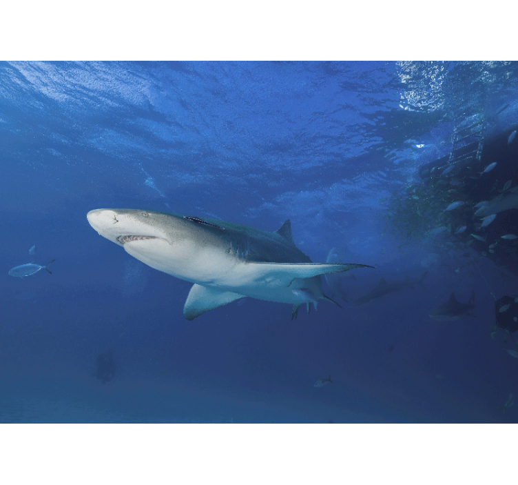 动物风格的墙面壁画之雄伟鲨鱼探险 - TenStickers