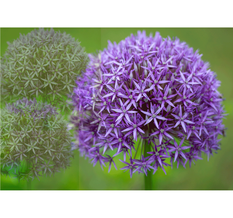 罂粟花风格的墙面壁画紫色花卉组合 - TenStickers