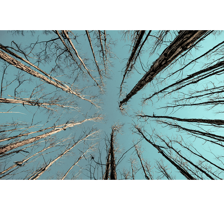 树木照片墙展现天空之树 - TenStickers