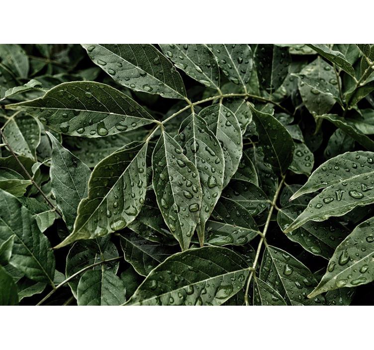 自然照片墙展现生机勃勃的绿叶表面 - TenStickers