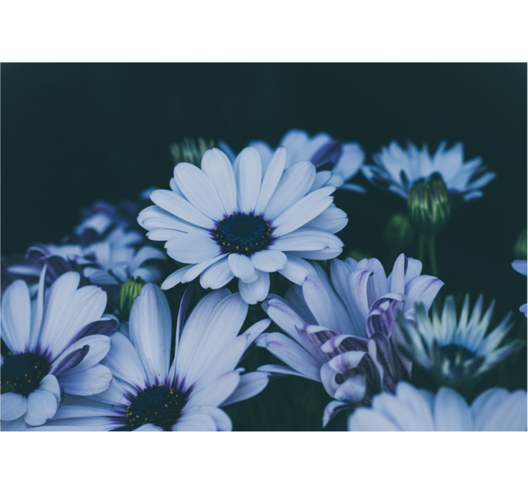 花卉照片墙宁静花卉摆设 - TenStickers