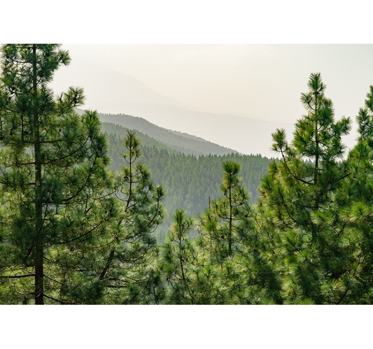 自然照片墙展现郁郁葱葱的风景 - TenStickers