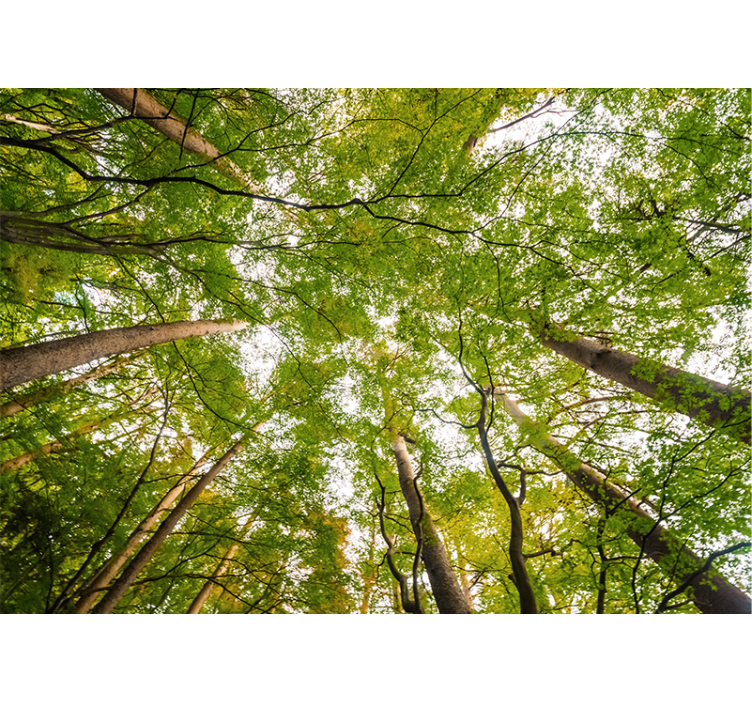 森林照片墙展现郁郁葱葱的树冠 - TenStickers